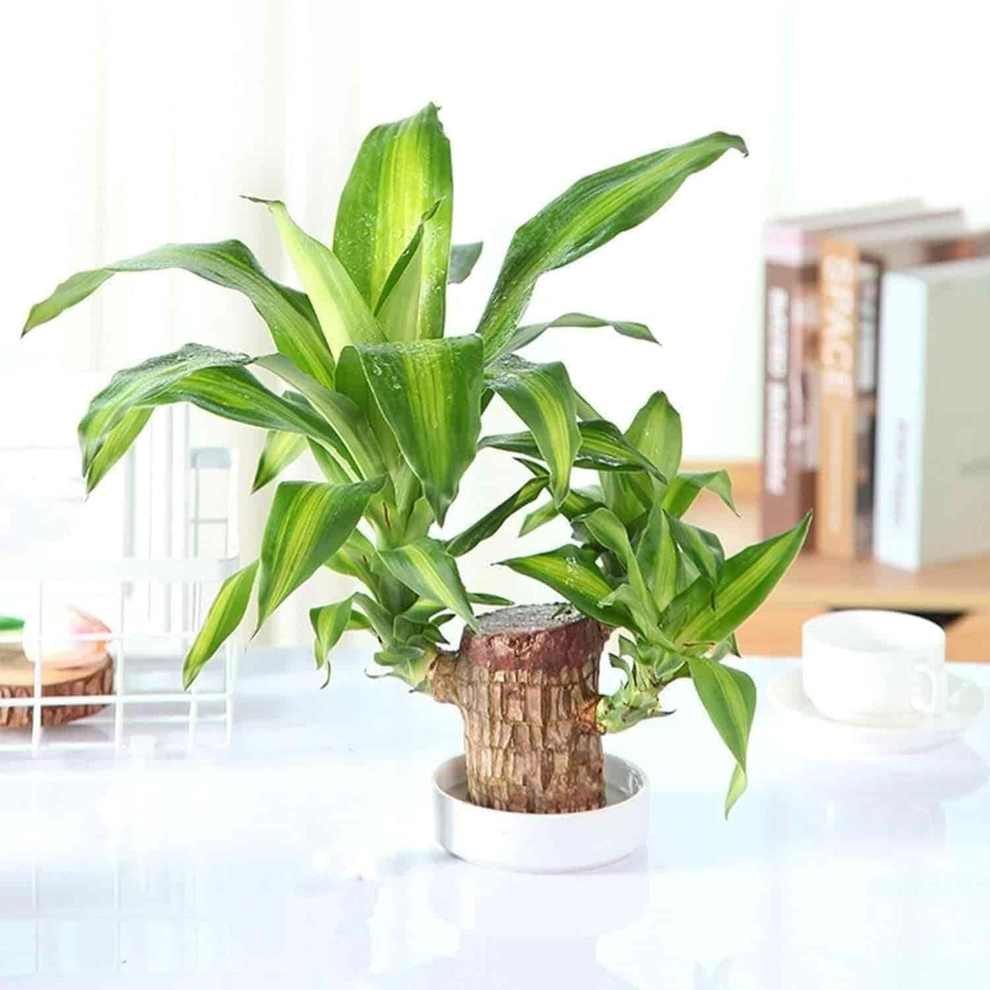 Brazilian Lucky Wood Mini Plant